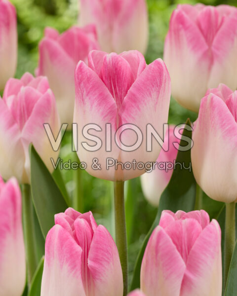 Tulipa Sinfonie