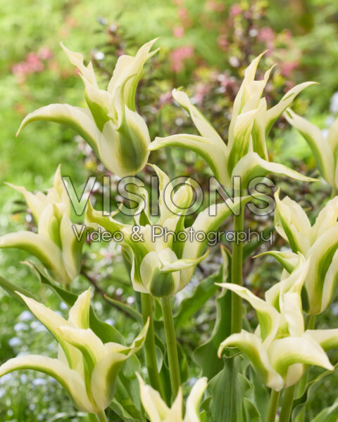 Tulipa Greenstar Tulipa Greenstar