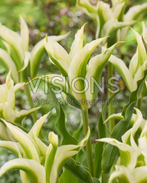Tulipa Greenstar Tulipa Greenstar