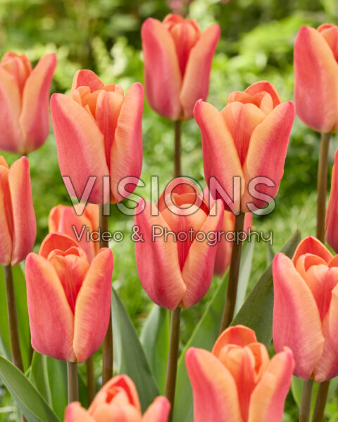 Tulipa Apricot Foxx Tulipa Apricot Foxx