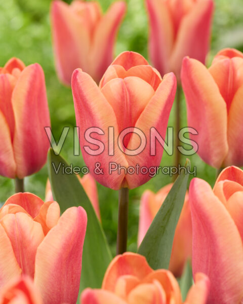 Tulipa Apricot Foxx Tulipa Apricot Foxx