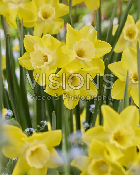 Narcissus Pipit Narcissus Pipit