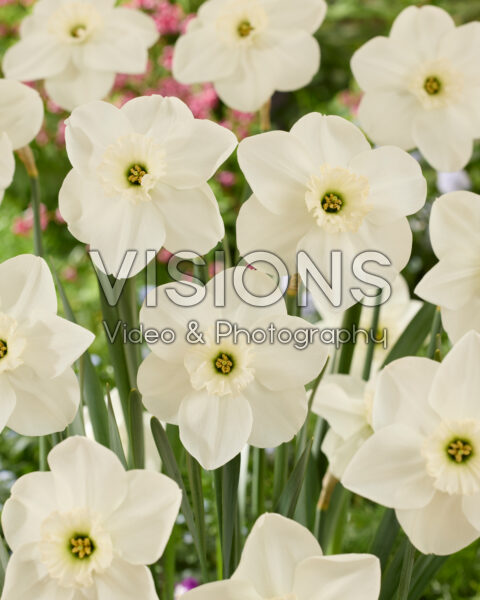 Narcissus Princess Zaide Narcissus Princess Zaide