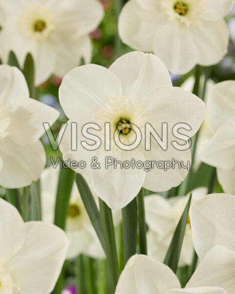 Narcissus Princess Zaide Narcissus Princess Zaide