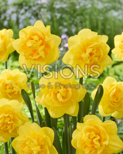 Narcissus Sherborne Narcissus Sherborne