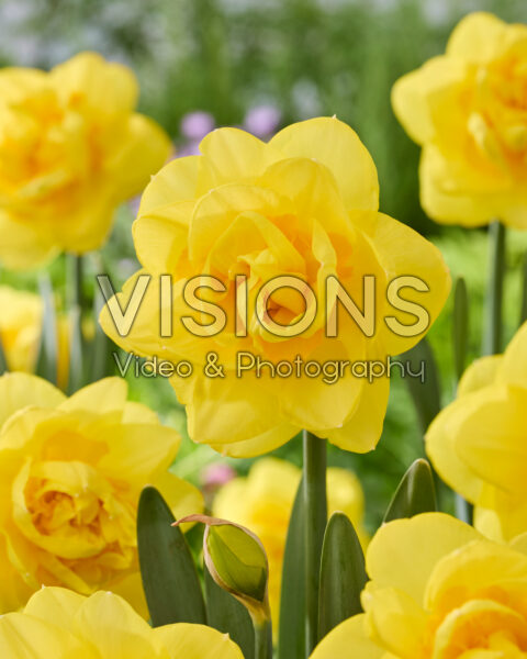 Narcissus Sherborne Narcissus Sherborne