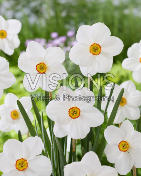 Narcissus Actaea Narcissus Actaea