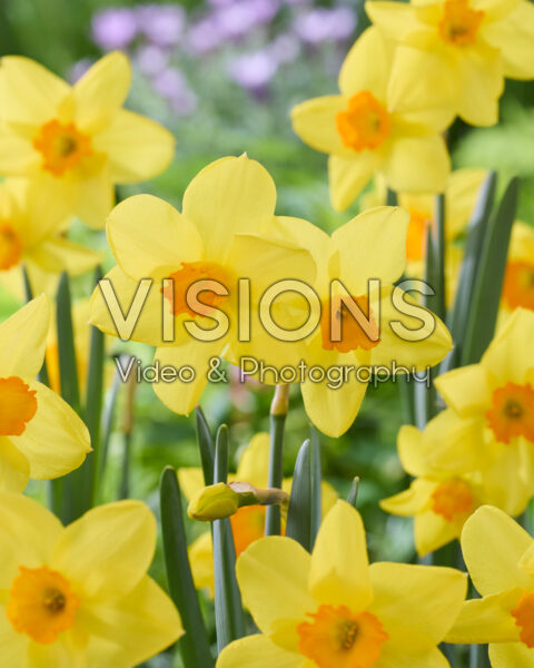 Narcissus Kinglet Narcissus Kinglet