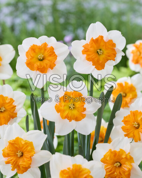Narcissus Parisienne Narcissus Parisienne