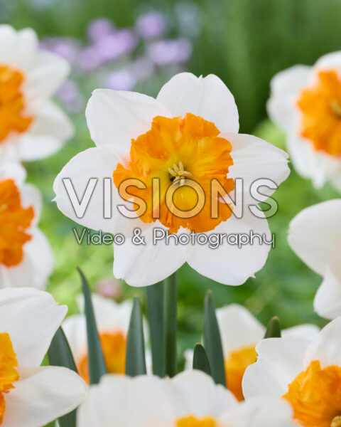 Narcissus Parisienne Narcissus Parisienne