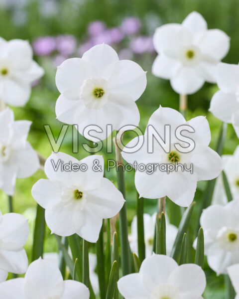 Narcissus Dainty Miss Narcissus Dainty Miss