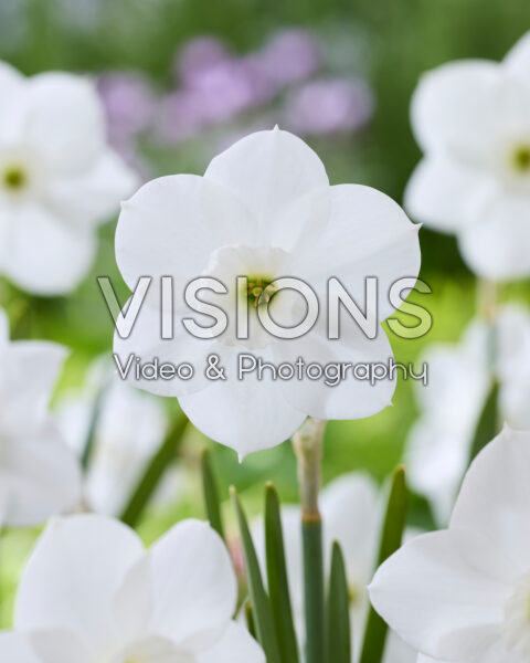 Narcissus Dainty Miss Narcissus Dainty Miss