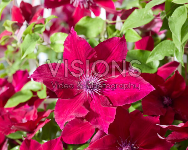 Clematis Nubia Clematis Nubia