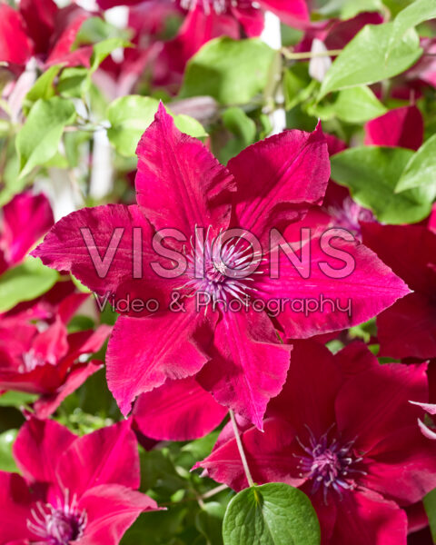 Clematis Nubia Clematis Nubia