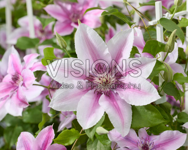 Clematis Yuan