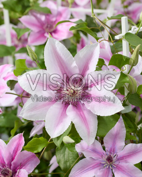 Clematis Yuan Clematis Yuan