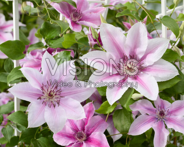 Clematis Yuan Clematis Yuan