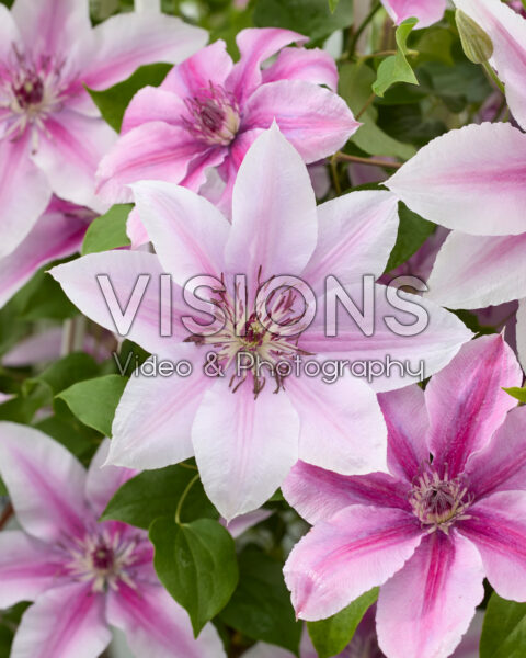 Clematis Yuan Clematis Yuan