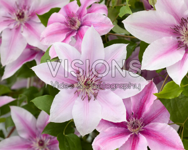Clematis Yuan Clematis Yuan