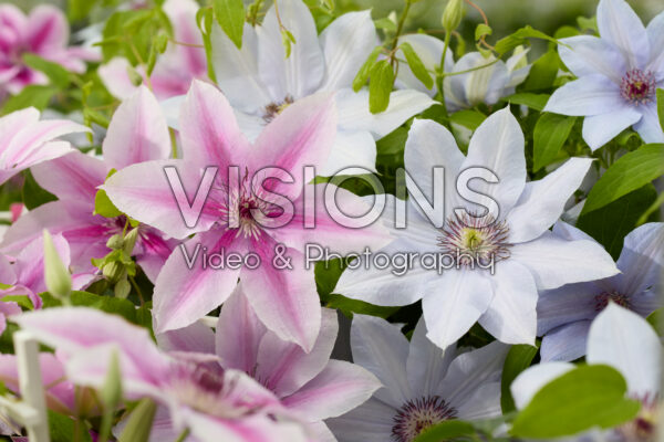 Clematis Bernadine, Yuan Clematis Bernadine, Yuan
