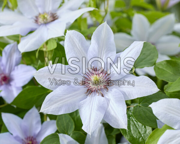 Clematis Bernadine Clematis Bernadine