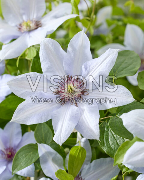 Clematis Bernadine