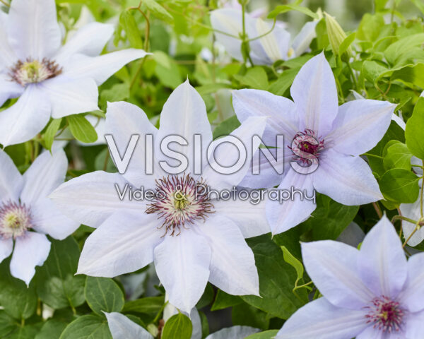Clematis Bernadine Clematis Bernadine