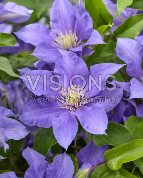 Clematis Olympia Clematis Olympia