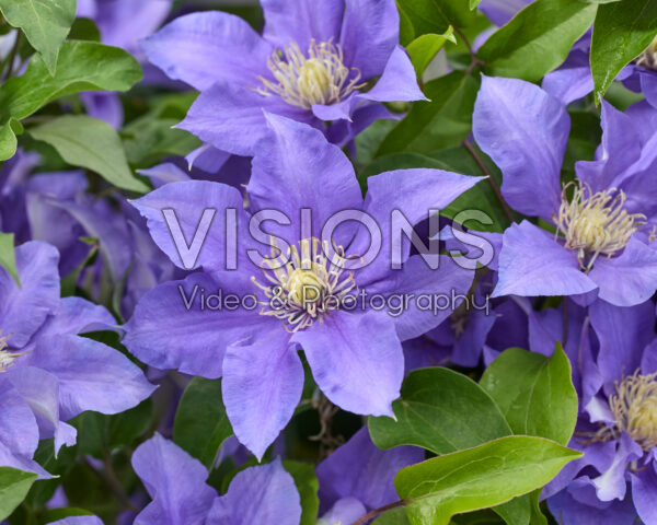 Clematis Olympia Clematis Olympia