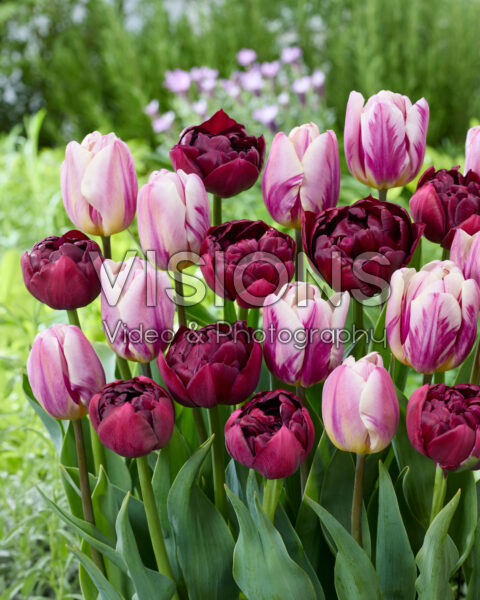 Tulipa Happy Feet, Roadstar Tulipa Happy Feet, Roadstar