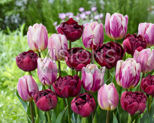 Tulipa Happy Feet, Roadstar Tulipa Happy Feet, Roadstar