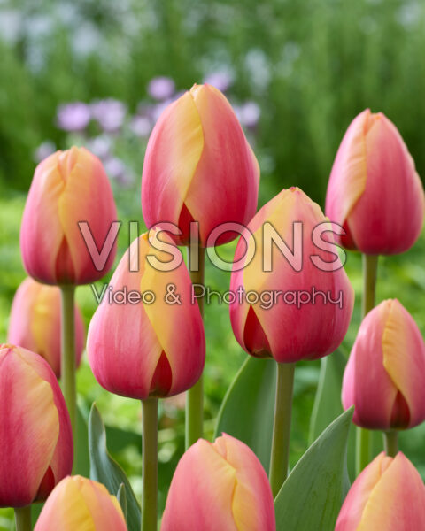 Tulipa Marit Tulipa Marit