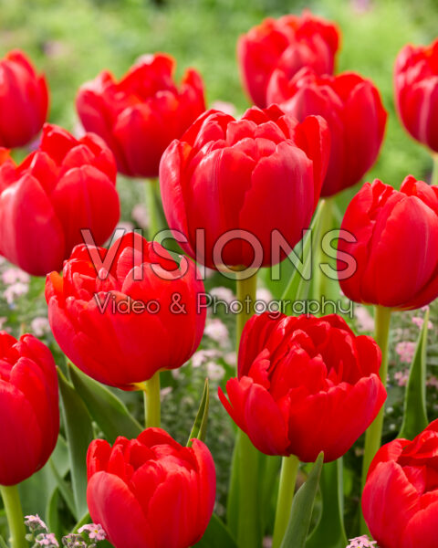 Tulipa Double Late red Tulipa Double Late red
