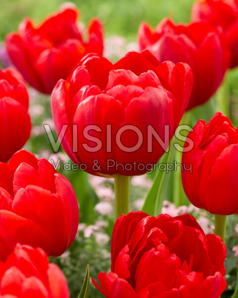 Tulipa Double Late rood Tulipa Double Late rood