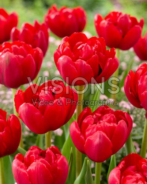 Tulipa Double Late rood-roze Tulipa Double Late rood-roze