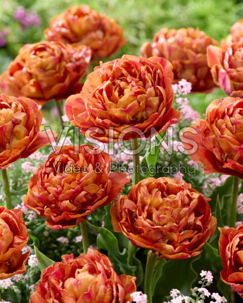 Tulipa dubbelbloemig Tulipa dubbelbloemig