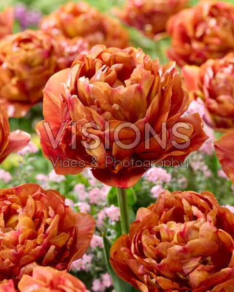 Tulipa dubbelbloemig Tulipa dubbelbloemig