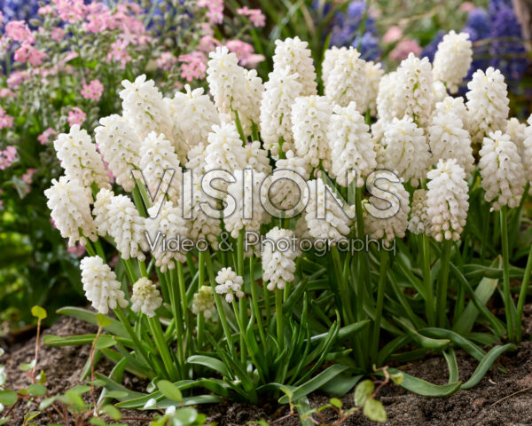 Muscari aucheri White Magic®