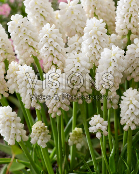 Muscari aucheri White MagicĀ® Muscari aucheri White MagicĀ®