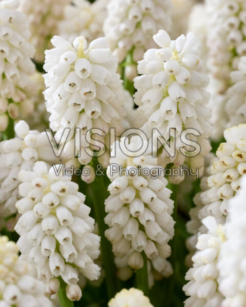Muscari aucheri White MagicĀ® Muscari aucheri White MagicĀ®