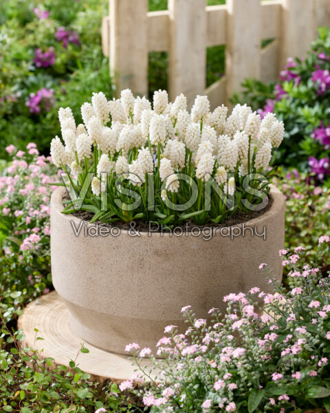 Muscari aucheri White MagicĀ® Muscari aucheri White MagicĀ®