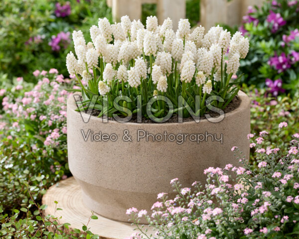 Muscari aucheri White MagicĀ® Muscari aucheri White MagicĀ®