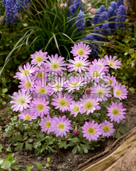 Anemone blanda Pink Star