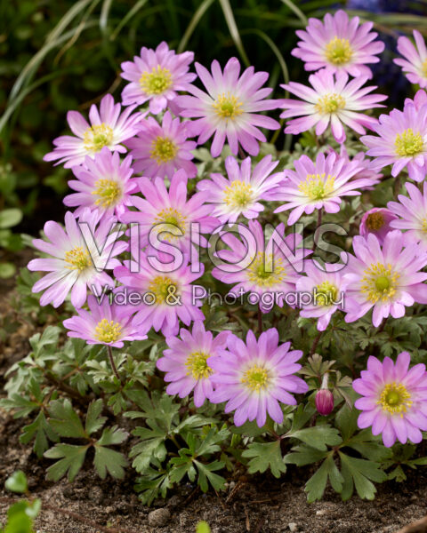 Anemone blanda Pink Star Anemone blanda Pink Star
