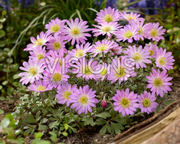 Anemone blanda Pink Star Anemone blanda Pink Star
