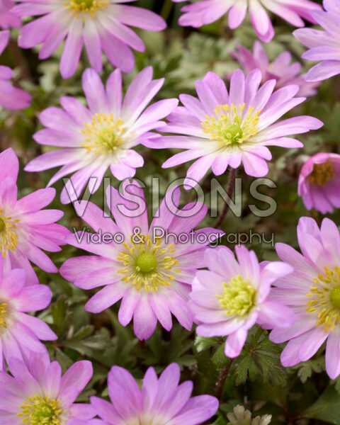 Anemone blanda Pink Star Anemone blanda Pink Star
