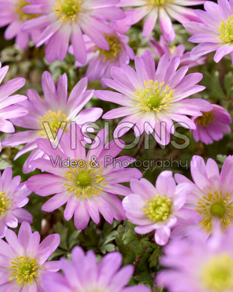 Anemone blanda Pink Star Anemone blanda Pink Star