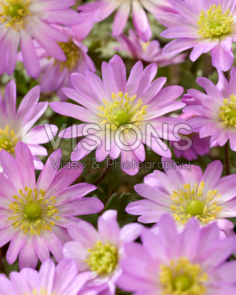 Anemone blanda Pink Star Anemone blanda Pink Star
