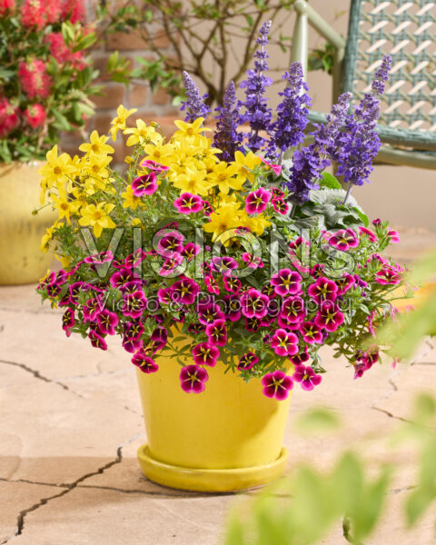 Salvia Mysty & Friends Salvia Mysty & Friends