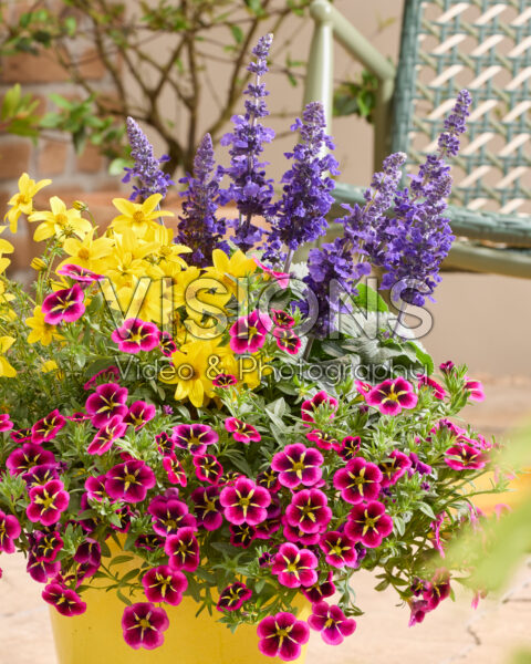 Salvia Mysty & Friends Salvia Mysty & Friends